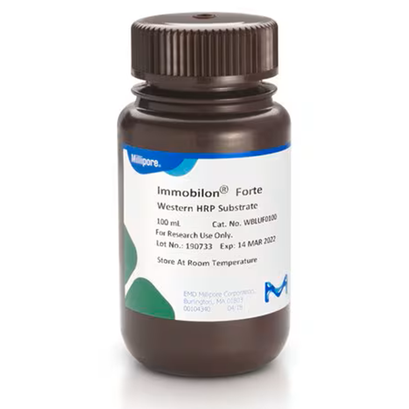 Blocking & Antibody Incubation